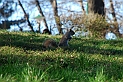 Torino 06_03_2011 - Scoiattolo_20